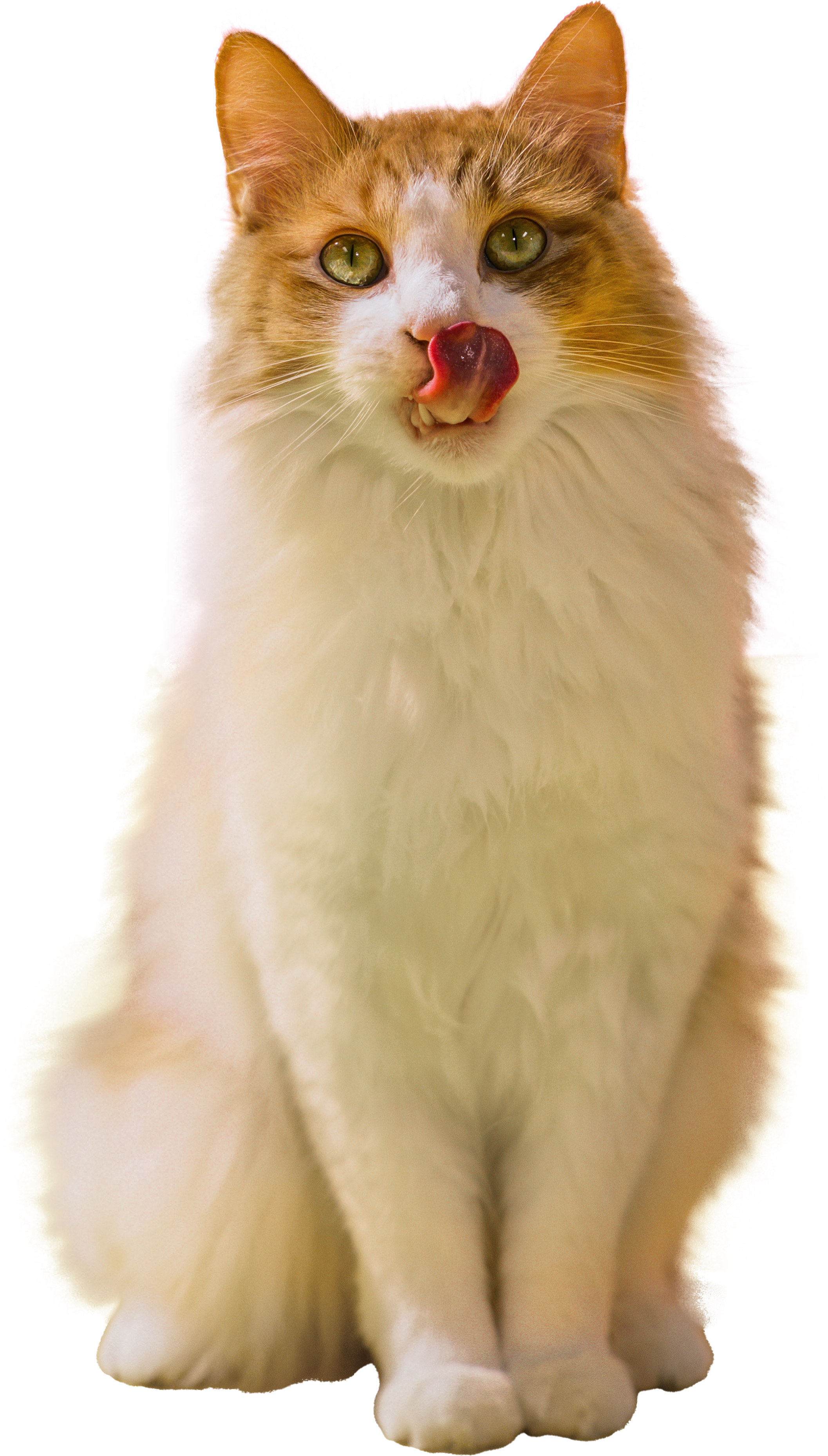 fluffy kitty city cat licking it's lips