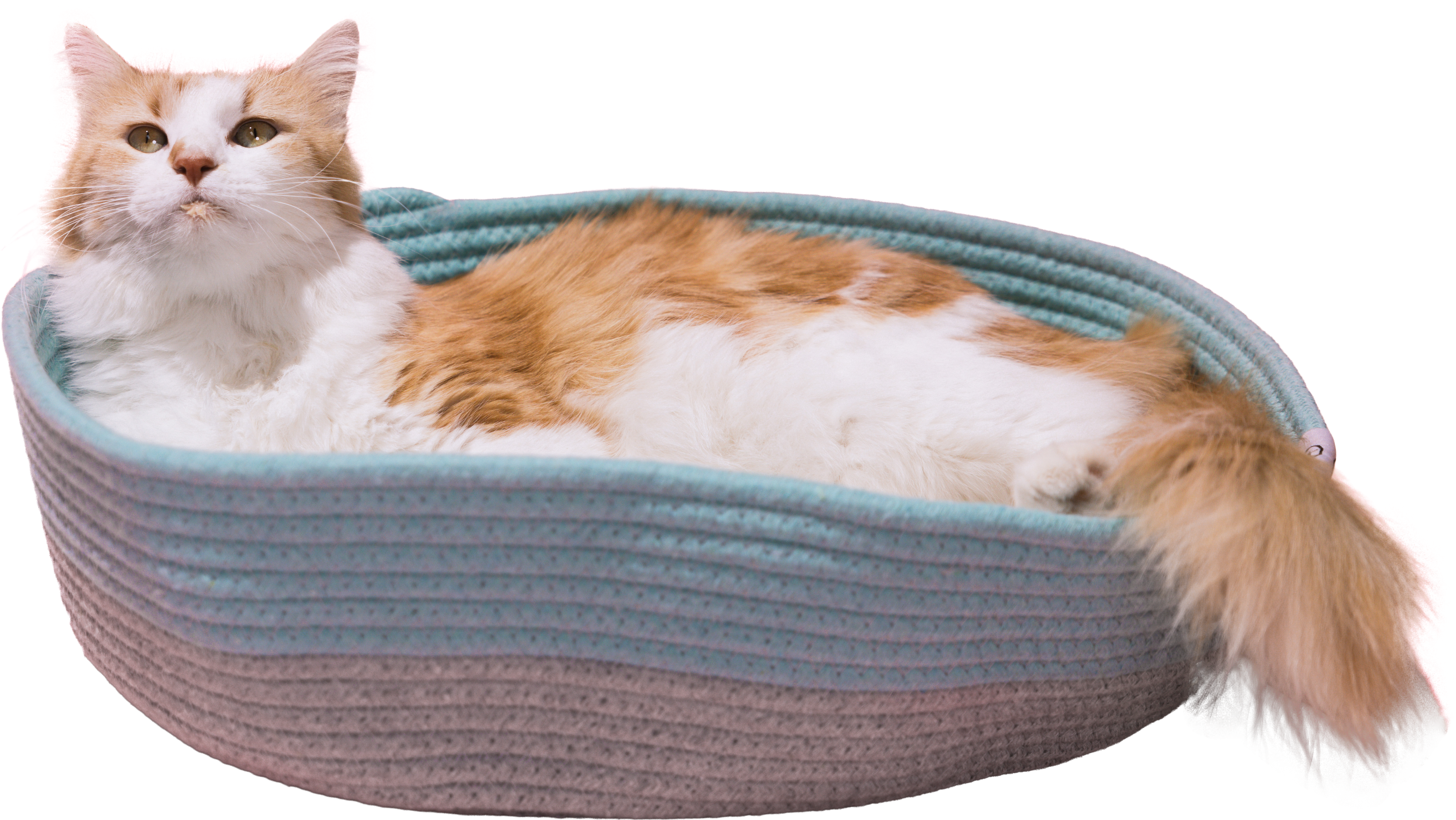 Cat sitting comfortably in a rope cat bed with soft sherpa lining | Kitty City cozy cat furniture for lounging and napping